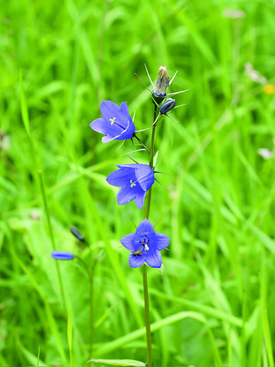 Native Seed Hub: Kew’s Millennium Seed Bank launches UK Native Seed Hub