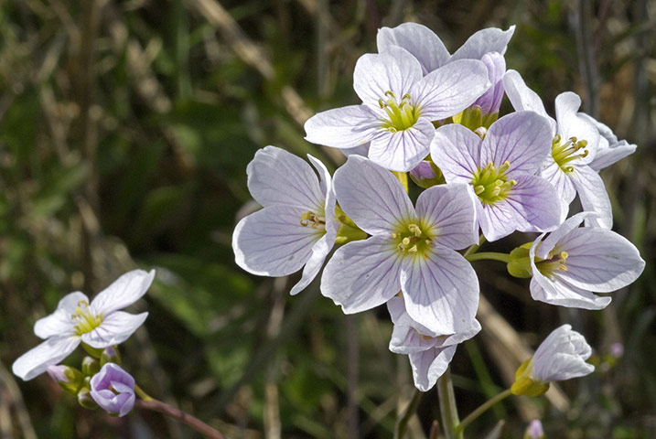 Native Seed Hub: Kew’s Millennium Seed Bank launches UK Native Seed Hub