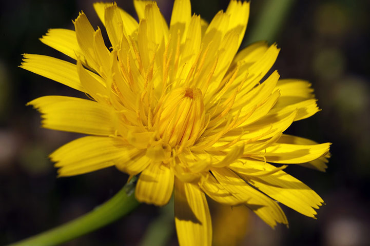 Native Seed Hub: Kew’s Millennium Seed Bank launches UK Native Seed Hub