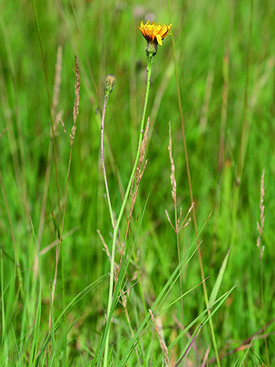 Native Seed Hub: Kew’s Millennium Seed Bank launches UK Native Seed Hub