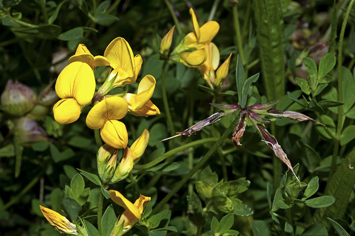 Native Seed Hub: Kew’s Millennium Seed Bank launches UK Native Seed Hub