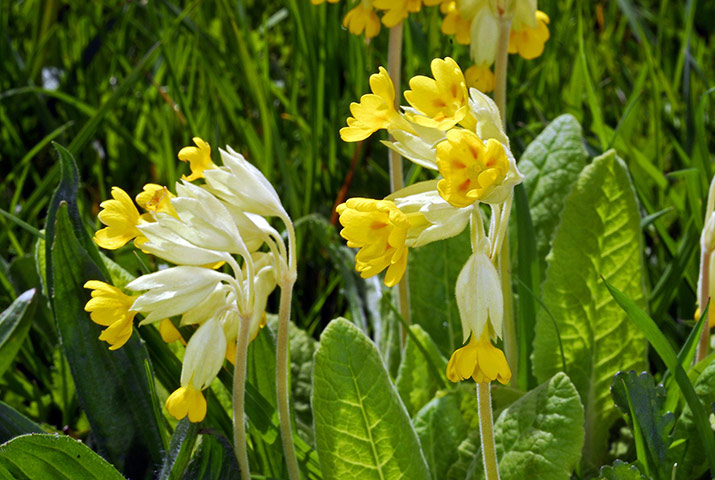 Native Seed Hub: Kew’s Millennium Seed Bank launches UK Native Seed Hub