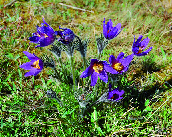 Native Seed Hub: Kew’s Millennium Seed Bank launches UK Native Seed Hub