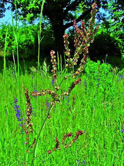 Native Seed Hub: Kew’s Millennium Seed Bank launches UK Native Seed Hub