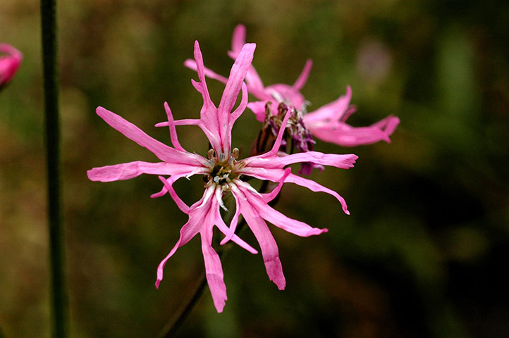 Native Seed Hub: Kew’s Millennium Seed Bank launches UK Native Seed Hub