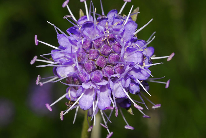 Native Seed Hub: Kew’s Millennium Seed Bank launches UK Native Seed Hub