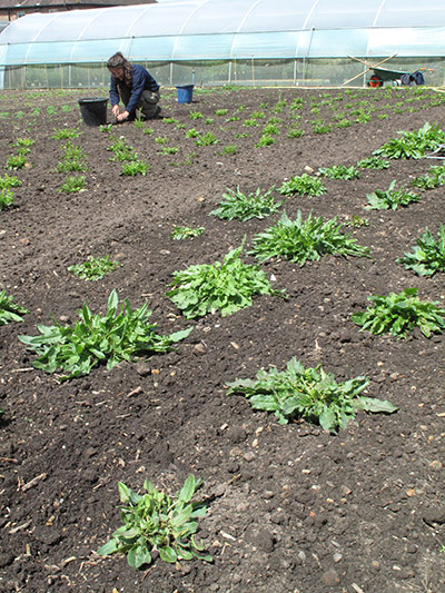 Native Seed Hub: Kew’s Millennium Seed Bank launches UK Native Seed Hub