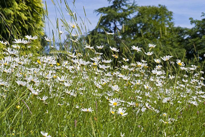 Native Seed Hub: Kew’s Millennium Seed Bank launches UK Native Seed Hub