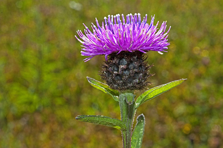 Native Seed Hub: Kew’s Millennium Seed Bank launches UK Native Seed Hub