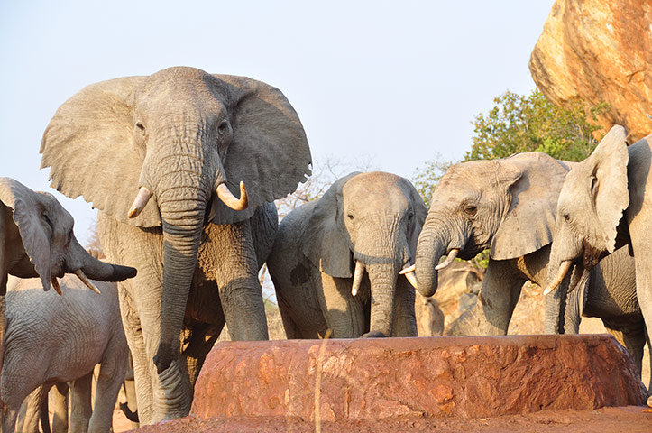 Week in pics: Davis: Wild elephants