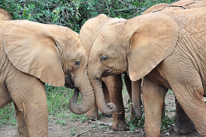 Week in pics: Davis: Orphaned baby elephants