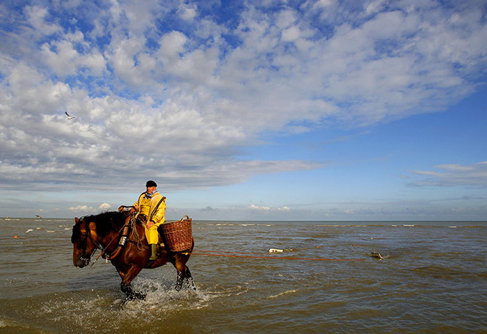 24 hours in pictures: : Oostduinkerke, Belgium: A shrimp fisherman rides a carthorse to haul a net