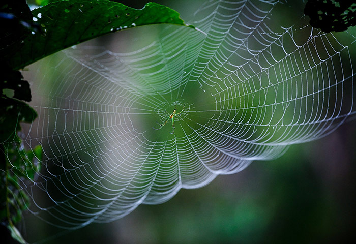 24 hours in pictures: Kathmandu, Nepal: A Spider spins a web early in the morning in a garden 