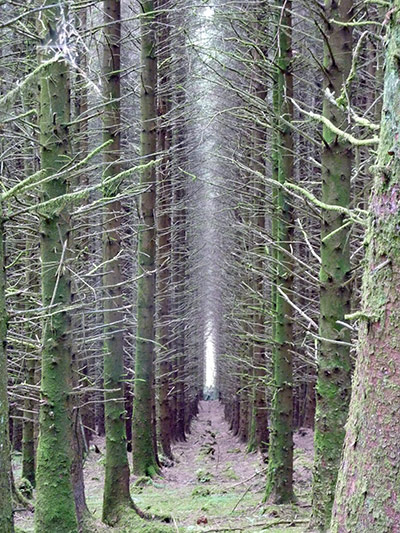 In pictures: Gap: trees