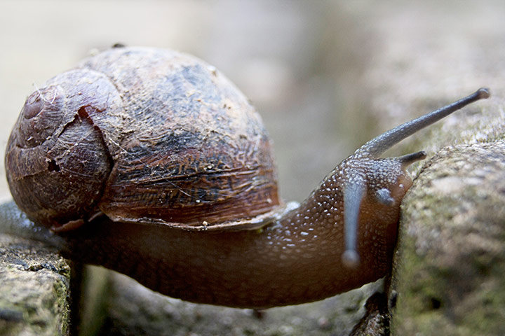 In pictures: Gap: garden snail