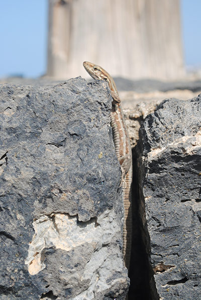 In pictures: Gap: lizard