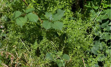 A tangle of weeds in an overgrown garden