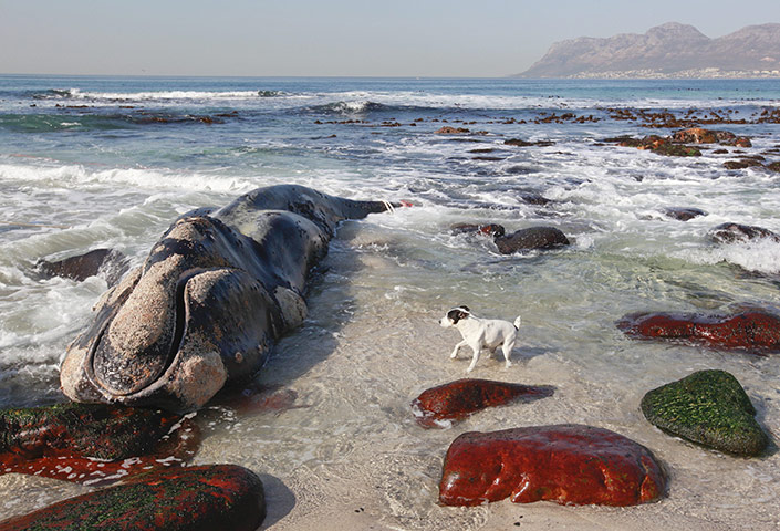 Week in Wildlife: Southern Right whale beaches in Cape Town, South Africa
