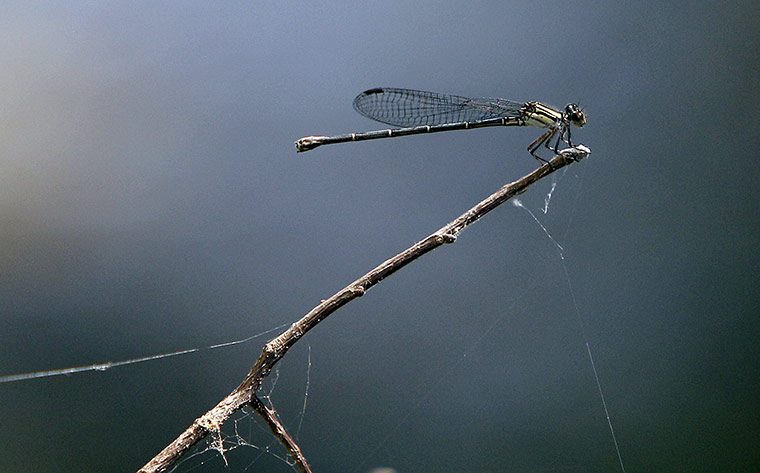 Week in Wildlife: A small dragon fly
