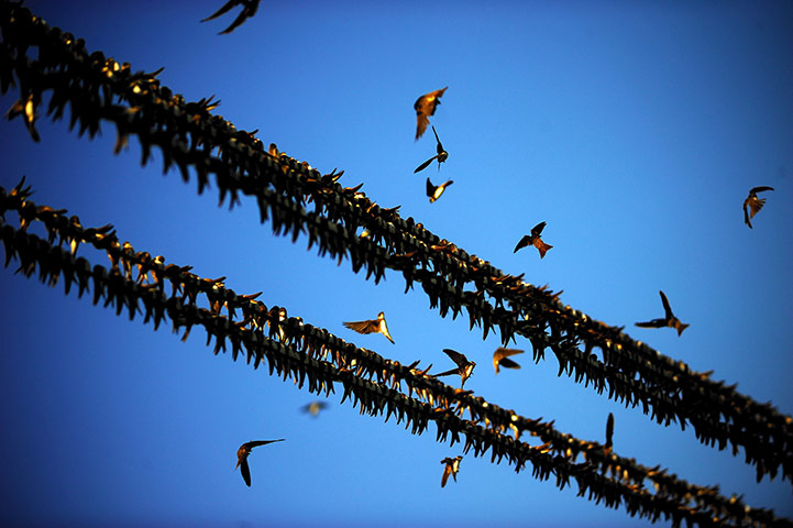 Week in Wildlife: Swallow gathering