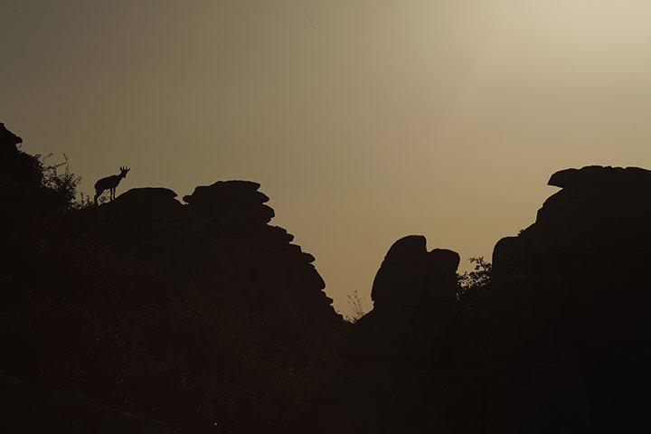 Week in Wildlife: An ibex is silhouetted during sunrise in Spain