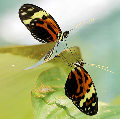 Week in Wildlife: Butterflies have mimic 'supergene'