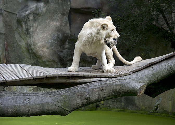 24 hours in pictures: A white lion at Ouwehands Zoo in Rhenen