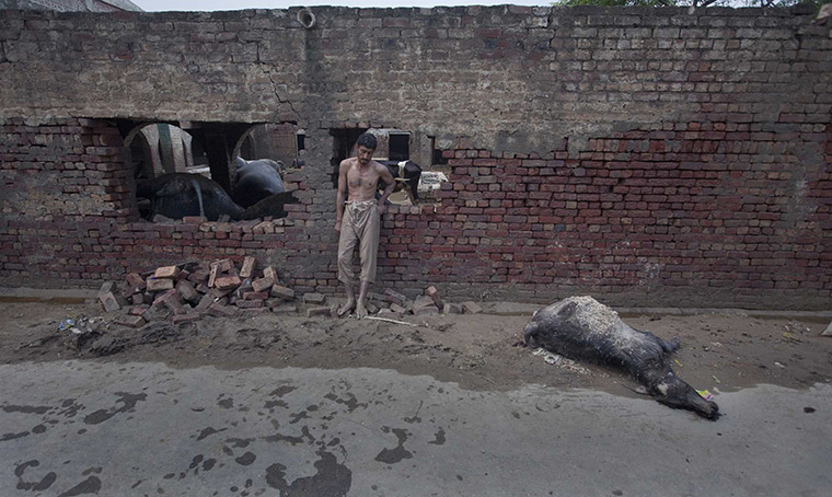 FTA: Adrees Latif   : Ikramullah, 37, as he returns to his pen to find his livestock killed