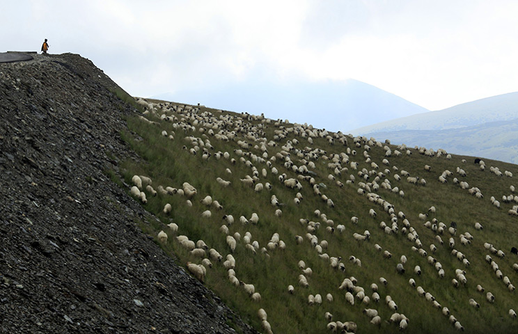 24 hours in pictures: A shepherd watches over his flock near the peak of Transalpina