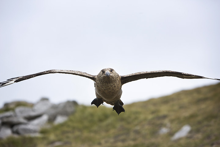 St Kilda: A skua or bonxy dive bombs a visitor