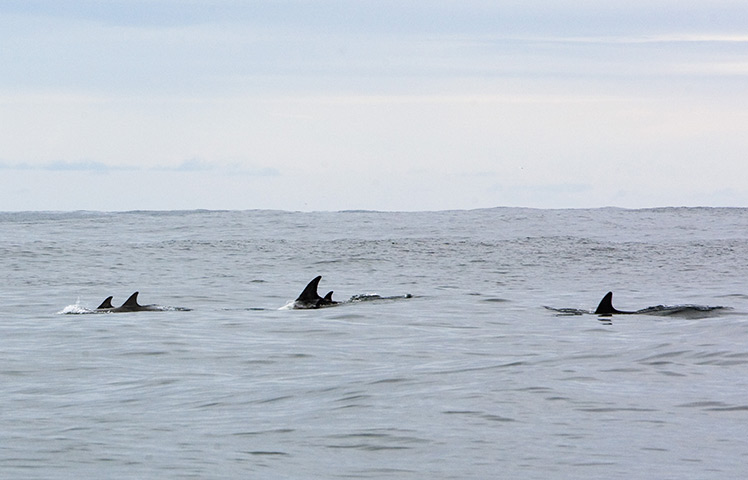 St Kilda: Dolphins swimming 