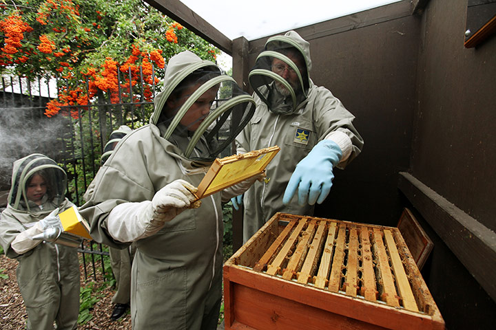 Bee-keeping club: honey