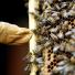 Bee-keeping club: Queen Bee