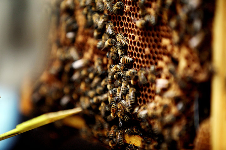 Bee-keeping club: more bees