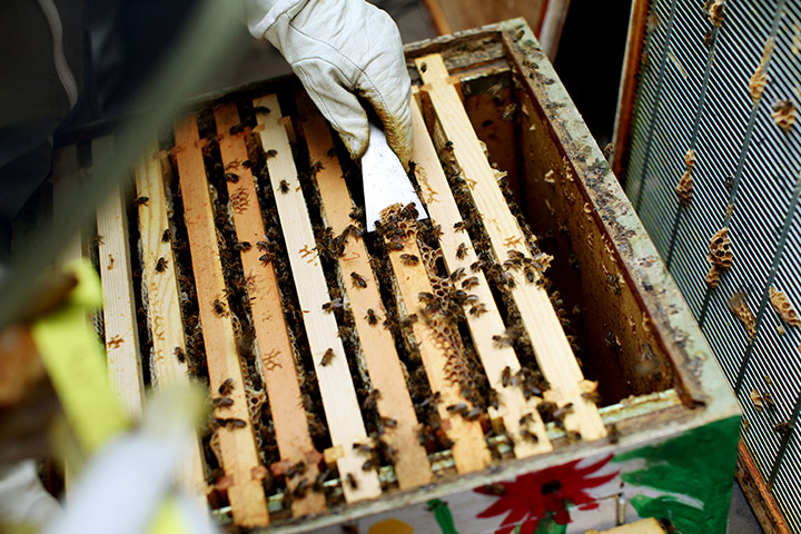 Bee-keeping club: opening the hive