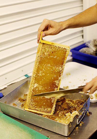 bees: bee-keeping in schools