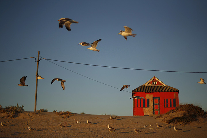 24 hours: Portugal: Seagulls fly near a old house on the Caparica coast 