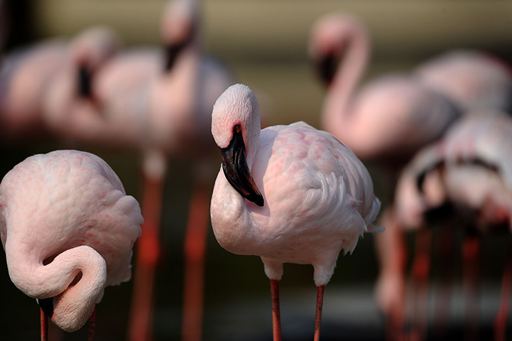 24 hours: Gelsenkirchen, Germany: Flamingos stand in their enclosure at the ZOOM zoo 