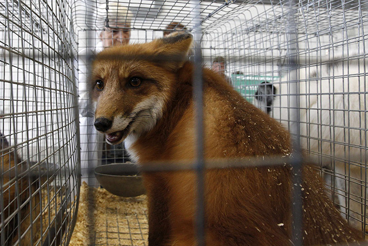 24 hours: St. Petersburg, Russia: A fox looks out from a cage 