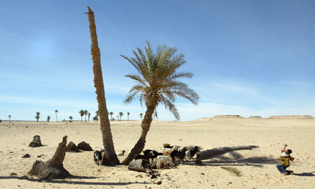 A Libyan boy with a herd of goats near Ghadames