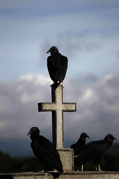 24 hours in pictures: Vultures perch on the cross of a grave at a cemetery in Guatemala City