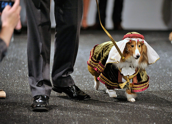 24 hours in pictures: Patterns for Paws' event held at the Pacific design centre in Los Angeles