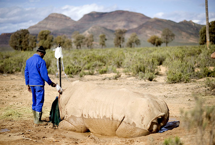24 hours in pictures: Veterinarian assistant holds a drip in place on a white rhino, South Africa