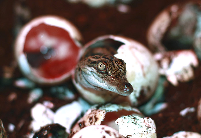 Week in wildlife: baby Siamese crocodile hatches from an egg at the Lao Zoo, Vientiane, Laos.