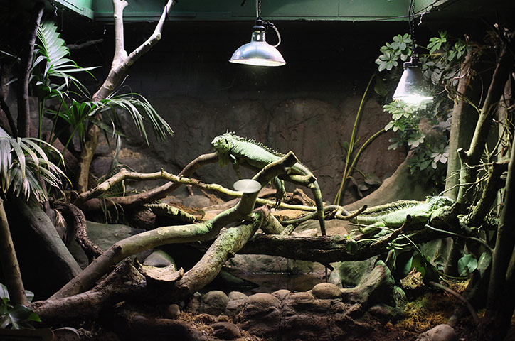 Week in wildlife: An iguana in the Rainforest Life area of ZSL London Zoo