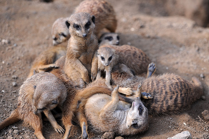 Week in wildlife: Meerkats are pictured in their enclosure