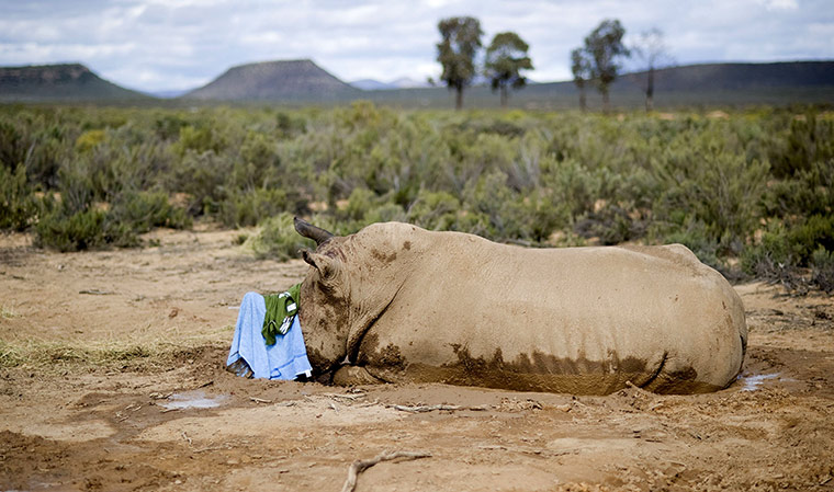 Week in wildlife: A badly injured white rhino