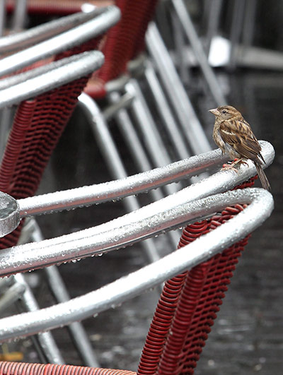 Week in wildlife: Weather Feature