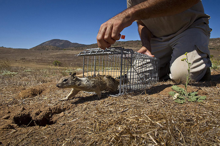 Week in wildlife: Publicity photo of a California ground squirrel being released by scientist