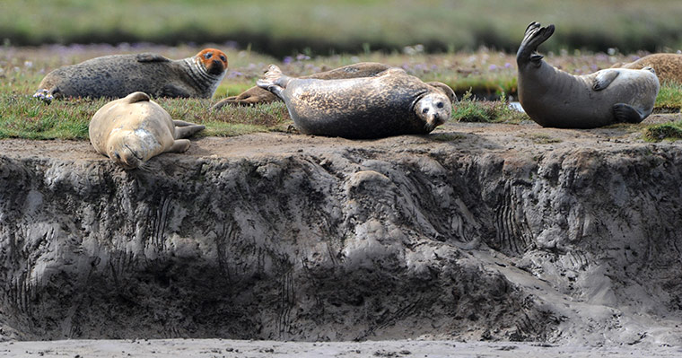 Week in wildlife: Seals on the River Tees